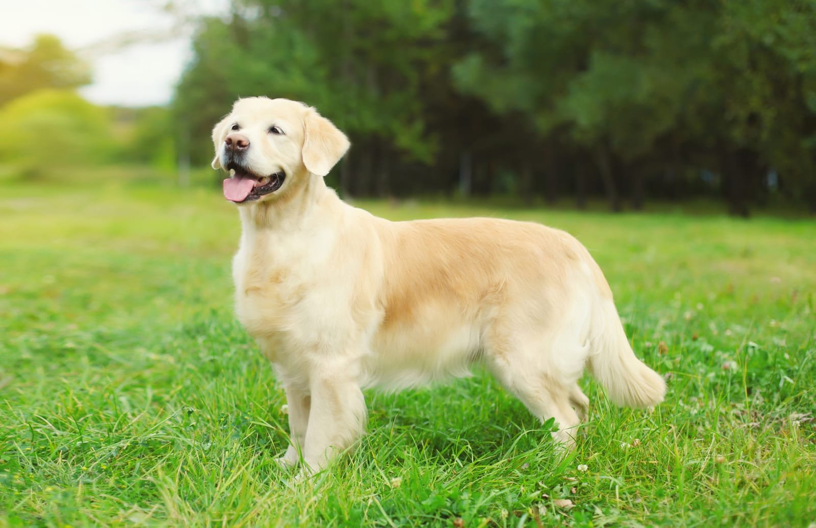 Golden Retriever Dog Names