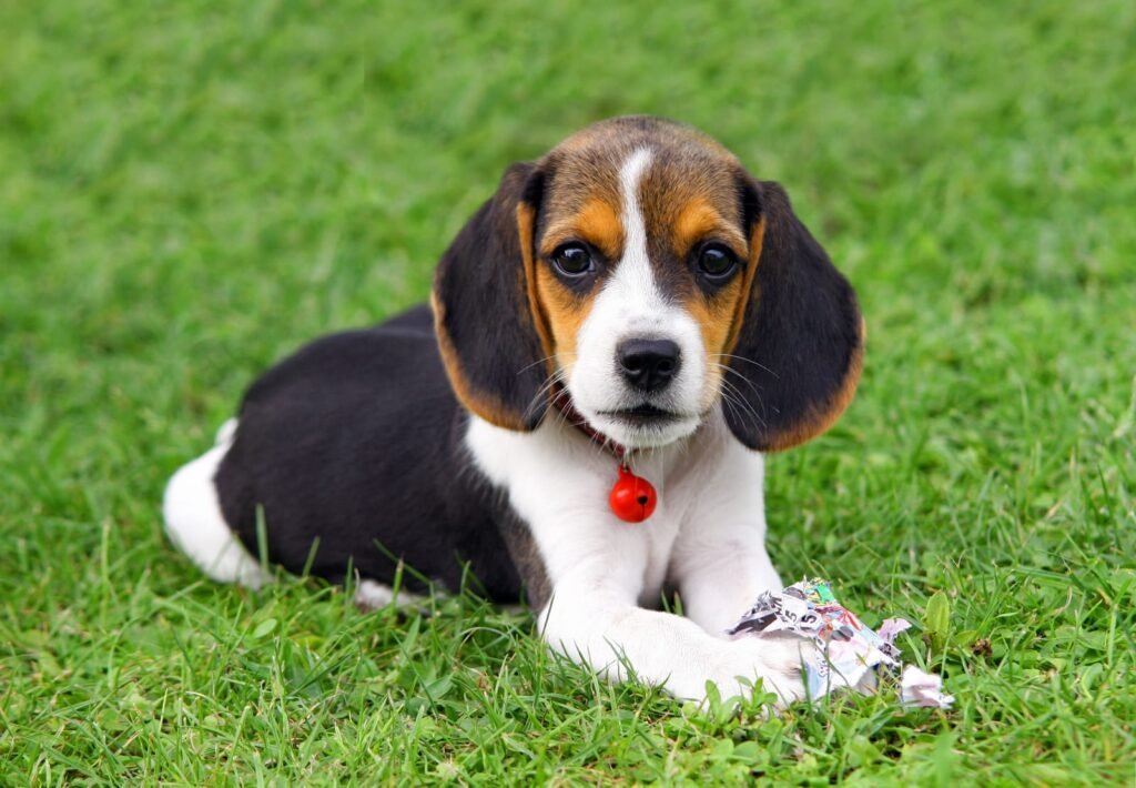 Beagle puppy names