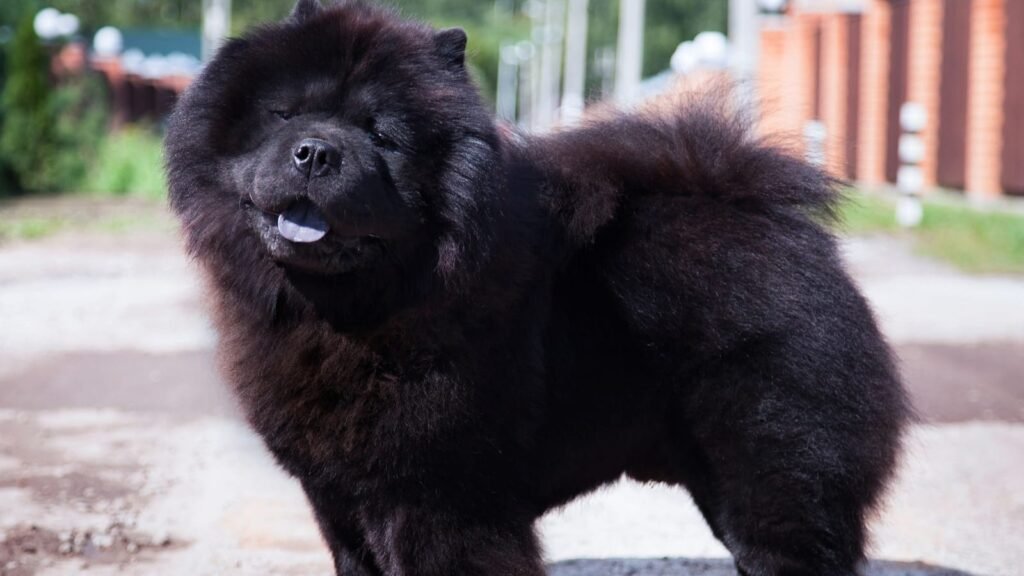 Black chow chow