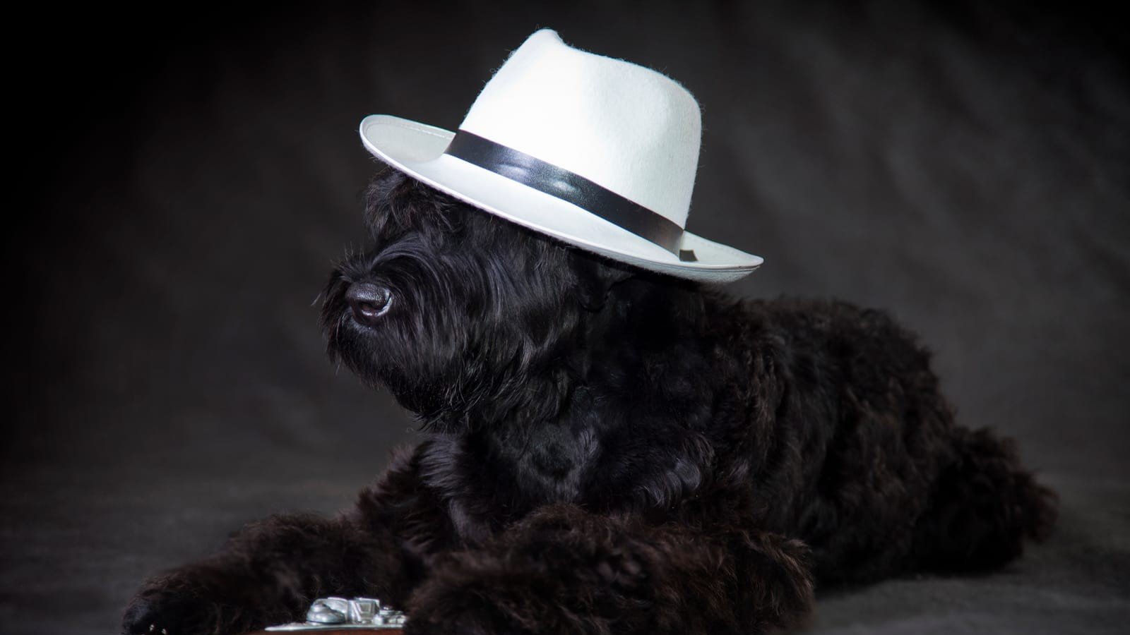 Black Russian terrier dog