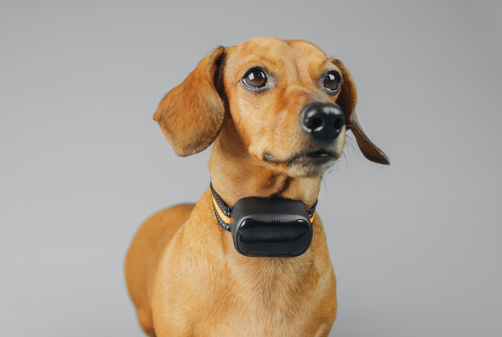 Tech Gadgets for Dogs