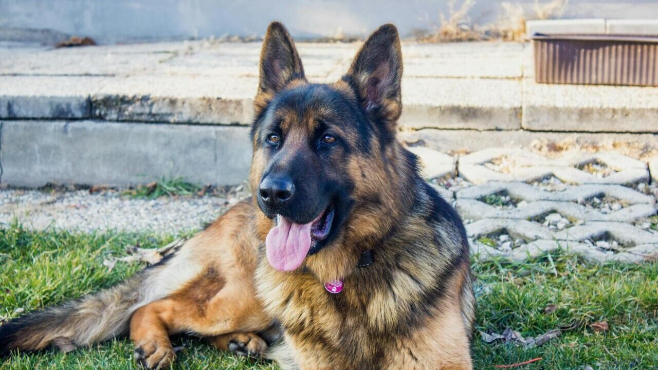 German Shephard Names